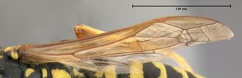 Media type: image;   Entomology 602765 Aspect: wing